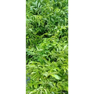 Cây mắc mật ăn lá ( cây siêu khoẻ tốt )