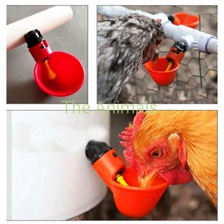 Máng uống tự động cho gà, vịt, ngan - Cốc uống nước tự động cho gà, vịt