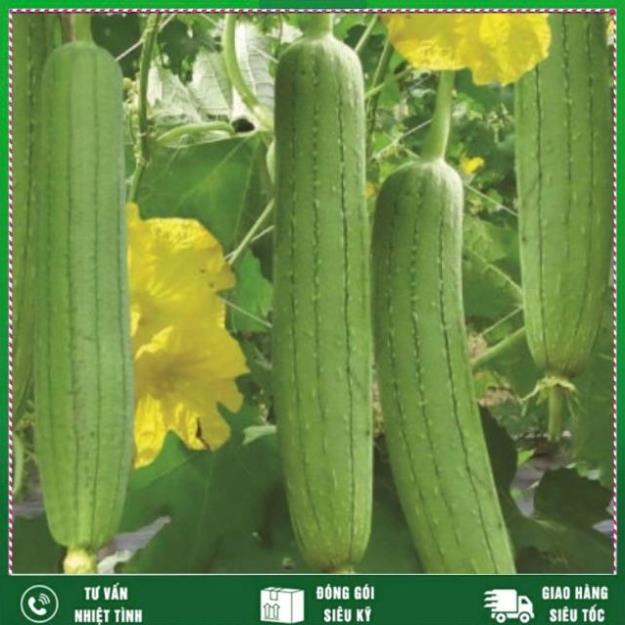 Hạt giống mướp hương rất thơm và ngọt VTNN NHẤT VIỆT