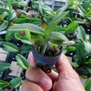 HOA LAN ĐAI CHÂU GIỐNG