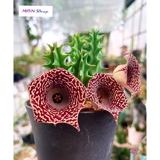 Xương rồng sao biển giống mới xinh đẹp bán nhánh