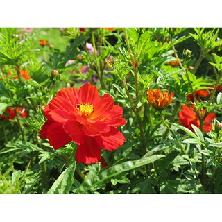 Hạt giống hoa sao nhái kép đỏ 60-80 cm