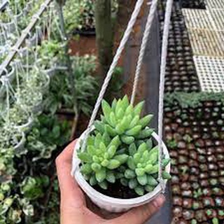 Sen đá chuỗi ngọc đứng full size |freeship| senđá đà lạt, đã thuần khí hậu, siêu khoẻ đẹp, lỗi 1 đổi 1