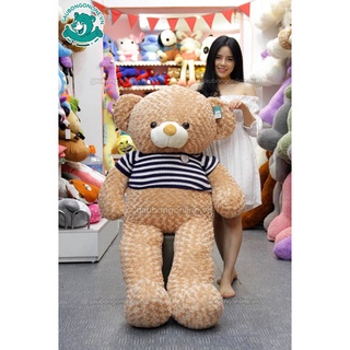 gấu tedy 1m6