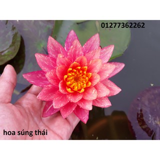 Cây trưởng thành wanvisa