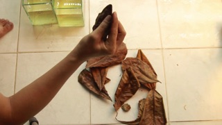 10 lá bàng khô - thần dược cá cảnh