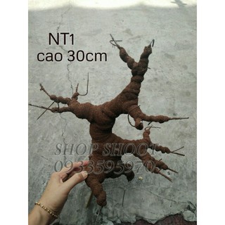 GỐC BONSAI NT1( CAO 30 CM NGHỆ THUẬT) LÀM THÂN MAI ĐÀO