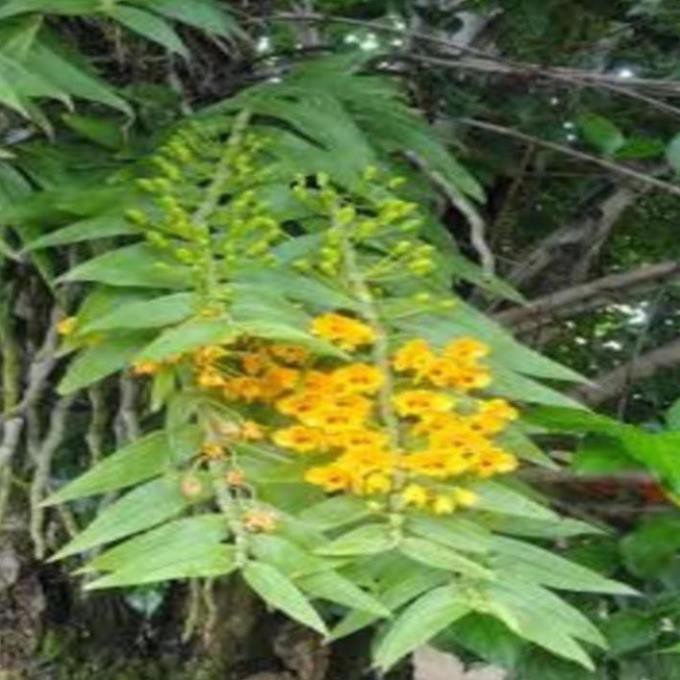 1 bó phong lan phi điệp vàng rừng tây Bắc hàng hoa đẹp loài lan đẹp rực rỡ , cây đẹp, giống chuẩn