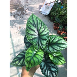alocasia dragon scale(môn vảy rồng xanh)chậu 1 cây lớn