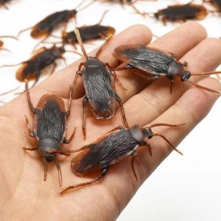 Con Gián Đồ Chơi ( 1 con )