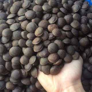 Hạt giống sachi