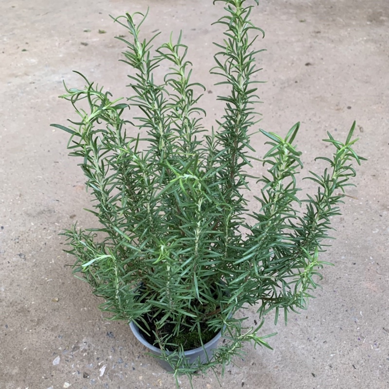 Cây hương thảo đuổi muỗi cao 20-25cm, cây để bàn tỏa hương thơm ngát, trang trí ban công và decor quán cà phê