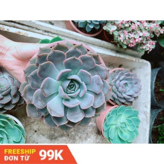 Sen Đá Tím Cánh Cứng Size Đại