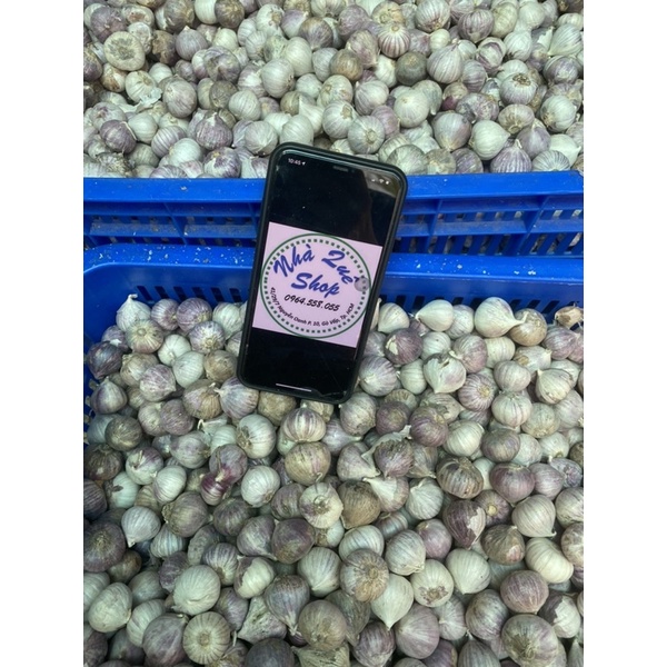 1kg Tỏi cô đơn Phan Rang làm tỏi đen size to (có bỏ sỉ) | BigBuy360 - bigbuy360.vn