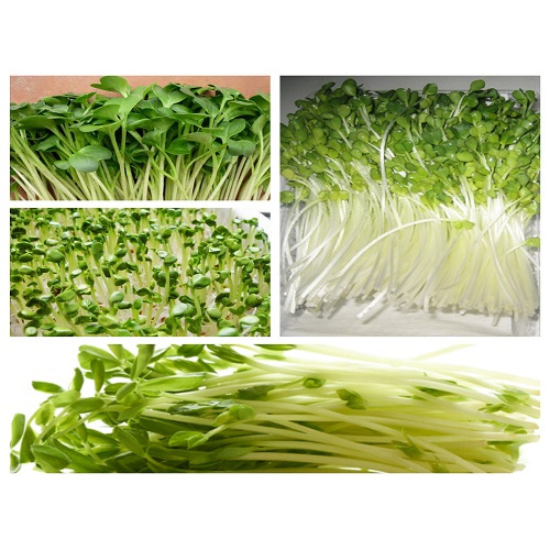 HẠT GIỐNG RAU MẦM CỦ CẢI TRẮNG GIÒN NGỌT THU HOẠCH SAU 5 NGÀY, HẠT GIỐNG RAU ĂN LÁ