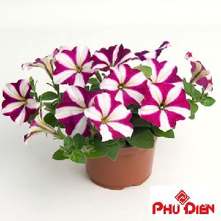 Gói hạt giống hoa dạ yên thảo sọc 100 hạt phú điền