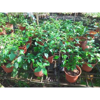 cây giống râu mèo