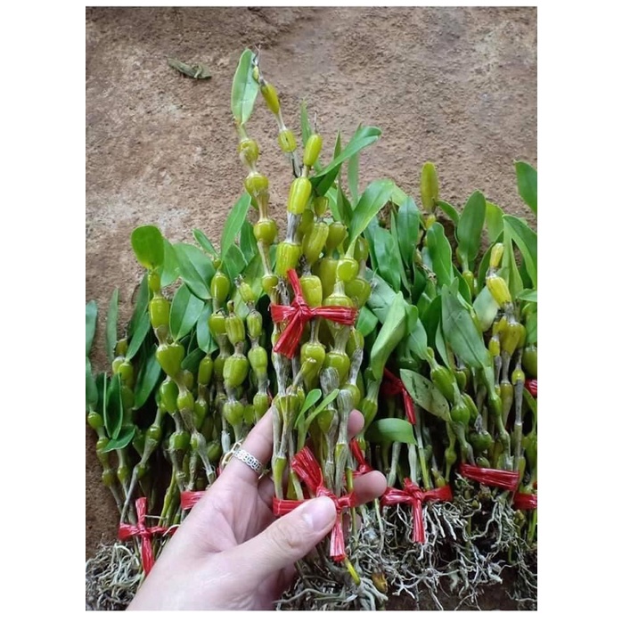 Hoa Lan  chuỗi ngọc