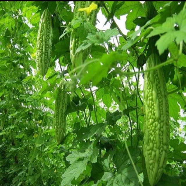 Hạt giống khổ qua lai F1