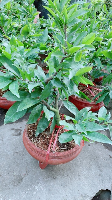 Chậu Mai Vàng