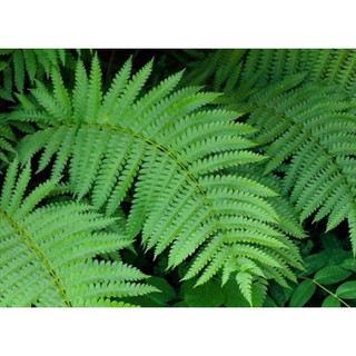 cây dương xỉ tươi (10 khóm)