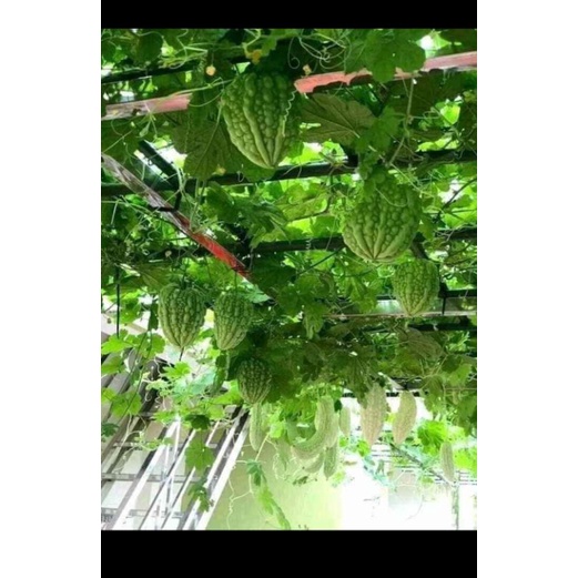 Mướp đắng (khổ qua) siêu trái