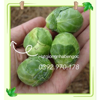 Hạt Giống Bắp Cải Mini