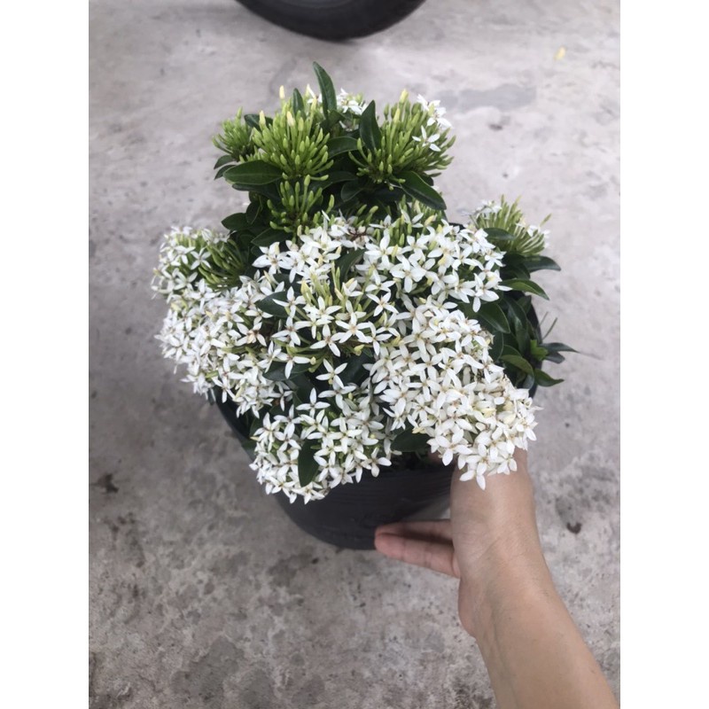 Caykiengsadec cây trang trắng + tặng phân bón