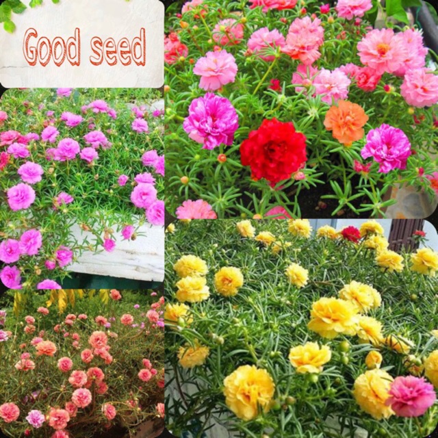 HẠT GIỐNG HOA MƯỜI GIỜ ĐƠN NHIỀU MẦUBÔNG TO CÁNH KÉP CỰC KỲ ĐẸP