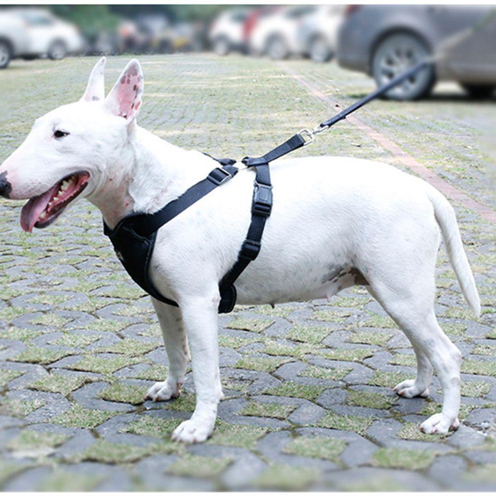 Dây ThắT An ToàN TùY ChỉNh Cho Thú Cưng Trên Xe Hơi