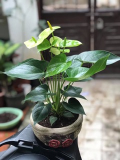 Hồng môn đỏ( chậu nhựa)