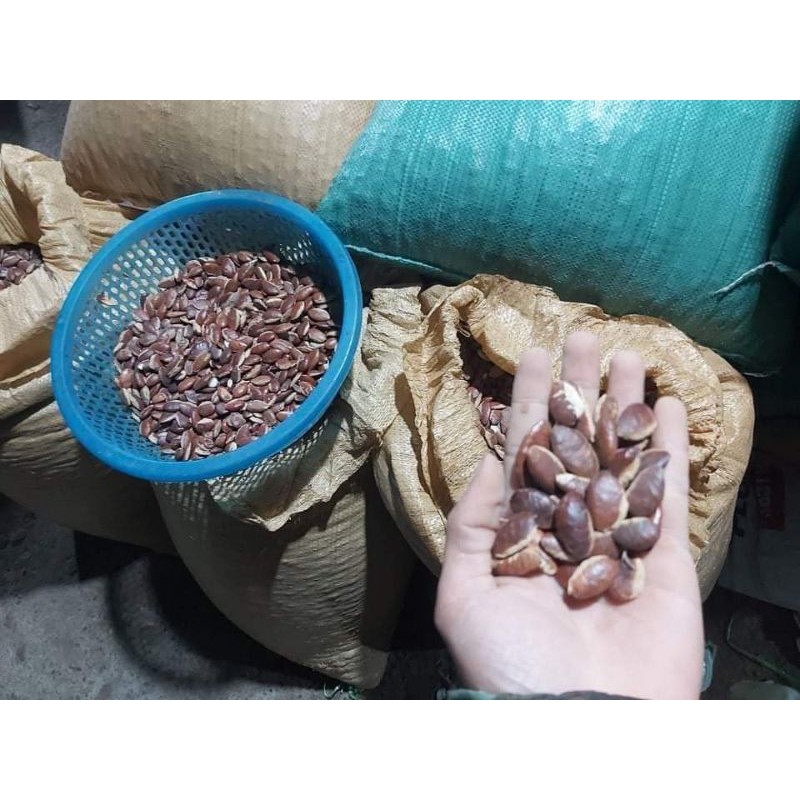 HẠT KONIA RANG CHÍN 1 KG