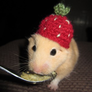 NÓN LEN DÂU TÂY CHO HAMSTER, CHUỘT, BỌ Ú...