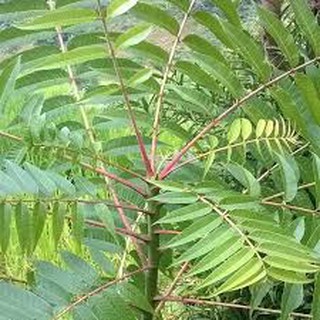 CÂY GIỐNG XOAN ĐÀO (CÂY GIỐNG DÂU DA XOAN)