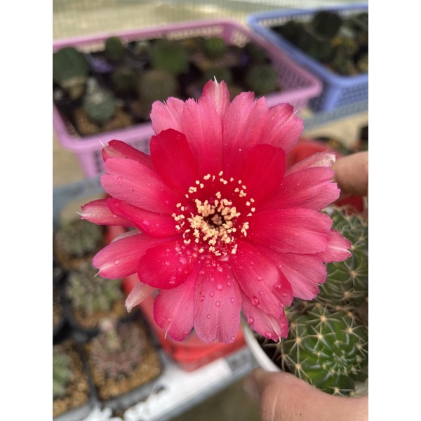 Xương rồng lobi sẵn nụ