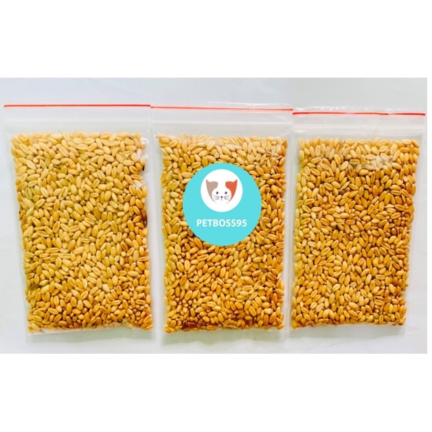 Hạt giống cỏ mèo từ hạt lúa mạch
