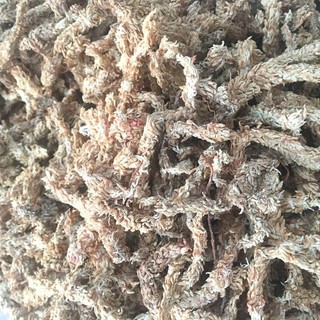 [sỉ] Gói 100g Rêu con sâu Chile , Giá thể giữ ẩm tuyệt vời cho phong lan, hay còn gọi là rêu sâu.