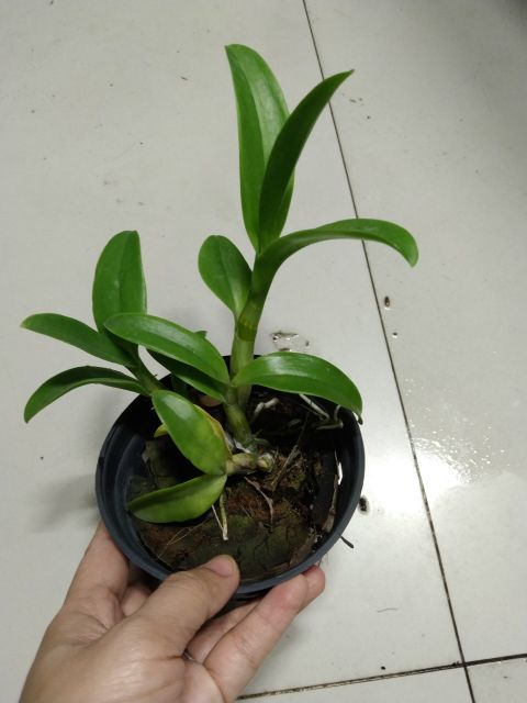 Hoa lan dendro ba đỏ ba vàng cây tơ đẹp chuẩn hoa