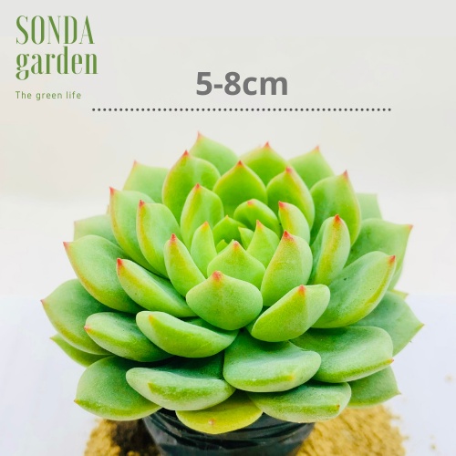 Sen đá bánh bao xanh SONDA GARDEN size bé 5-8cm, xuất xứ Đà Lạt, khoẻ đẹp, lỗi 1 đổi 1