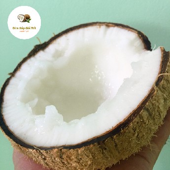 Dừa Sáp Cầu Kè loại thường ngon | BigBuy360 - bigbuy360.vn