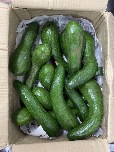 Bơ 034 size 4-5 trái/kg | BigBuy360 - bigbuy360.vn
