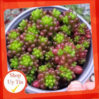sen đá Thạch ngọc nho bụi🍏 |FREESHIP| 🔥 XỨ NÓNG, ĐÃ THUẦN KHÍ HẬU, KHOẺ ĐẸP 🍏 LỖI 1 ĐỔI 1