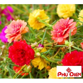200 Hạt giống hoa mười giờ kép nhiều màu  PHÚ ĐIỀN