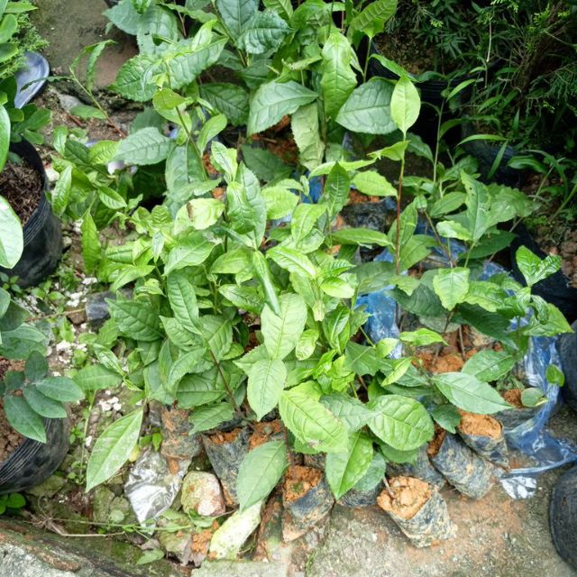 Combo 5 cây trà shan tuyết