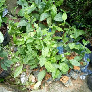 Combo 5 cây trà shan tuyết