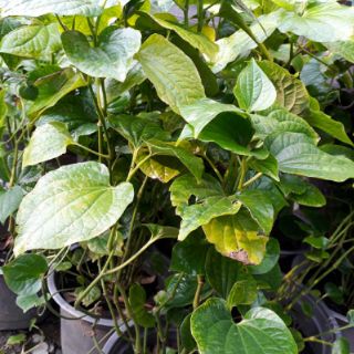 bầu Cây lá lốt