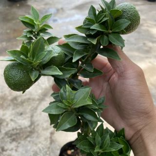 Cam Mỹ vàng