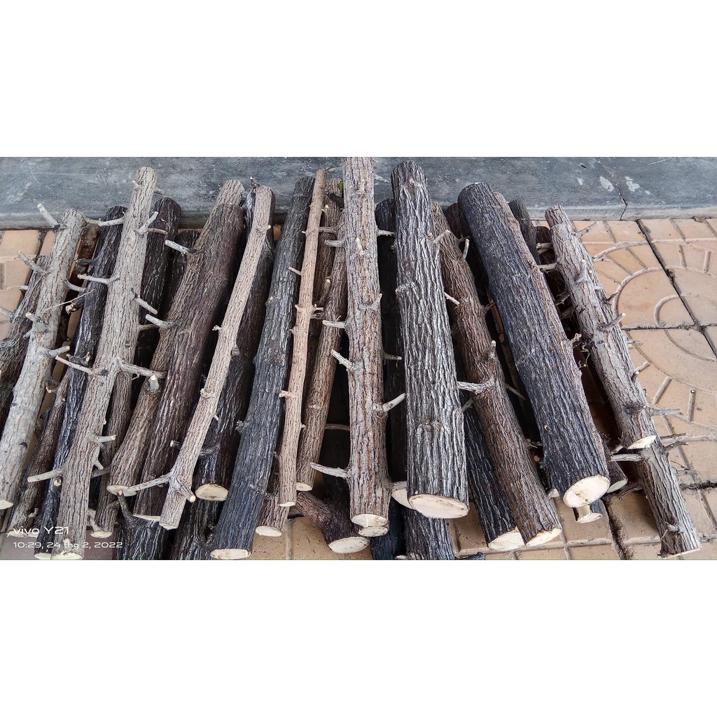 LŨA THẠCH SÙNG CÓ VÕ - CHUYÊN SET UP LAYOUT RỪNG BỂ THỦY SINH 1KG - LŨA THẴNG ĐẸP