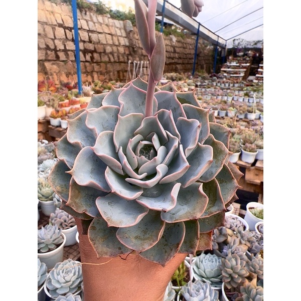 SEN ĐÁ HỒNG PHẤN SIZE TRUNG 8-12cm