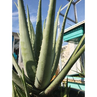 💯{NHA ĐAM}💯 CÂY TRƯỞNG THÀNH